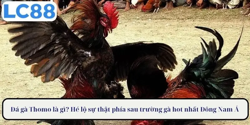 Đá gà Thomo là gì? Hé lộ sự thật phía sau trường gà hot nhất Đông Nam Á