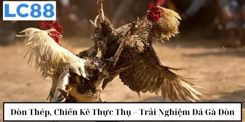 Đòn thép, chiến kê thực thụ – trải nghiệm đá gà đòn