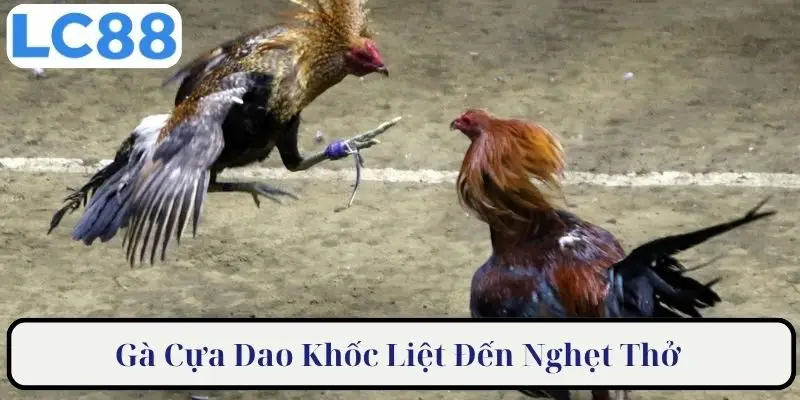 Gà cựa dao khốc liệt đến nghẹt thở 
