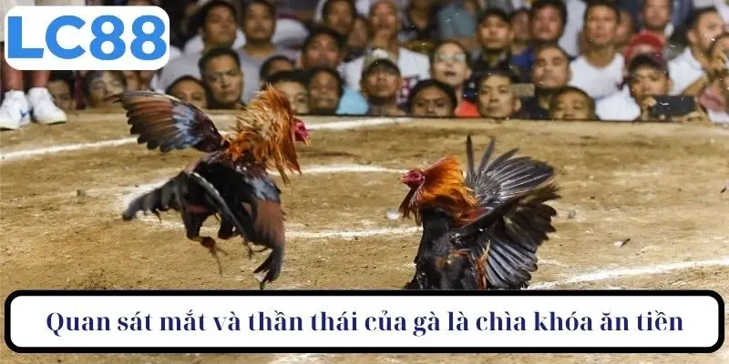 Quan sát mắt và thần thái của gà là chìa khóa ăn tiền